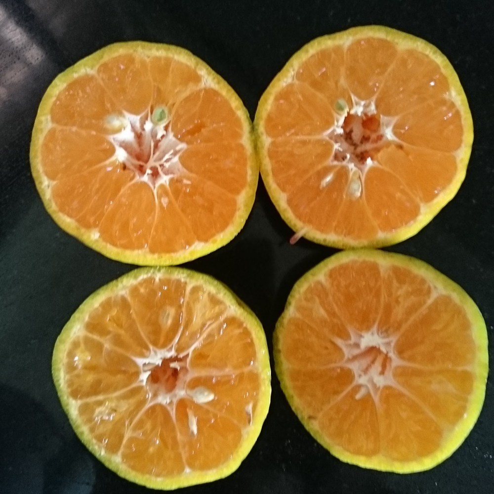 wp-1453662532873 image